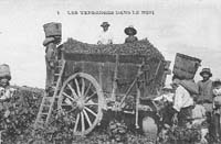 vendanges_l.jpg (11500 octets)